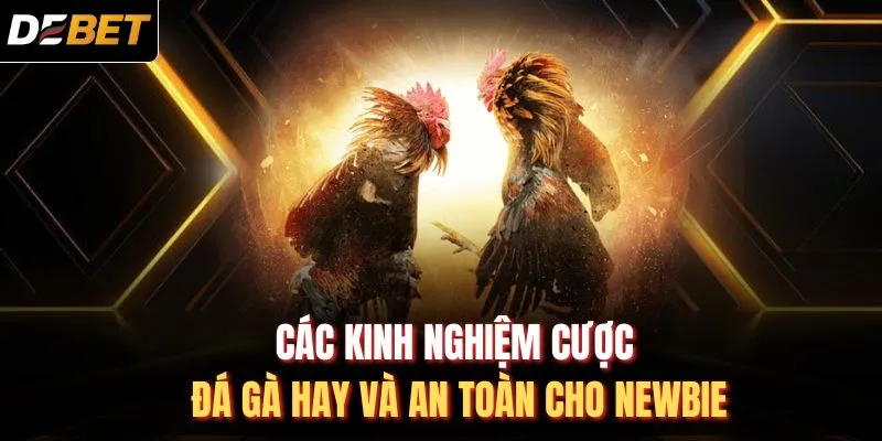 C&aacute;c kinh nghiệm cược đ&aacute; g&agrave; hay v&agrave; an to&agrave;n cho newbie
