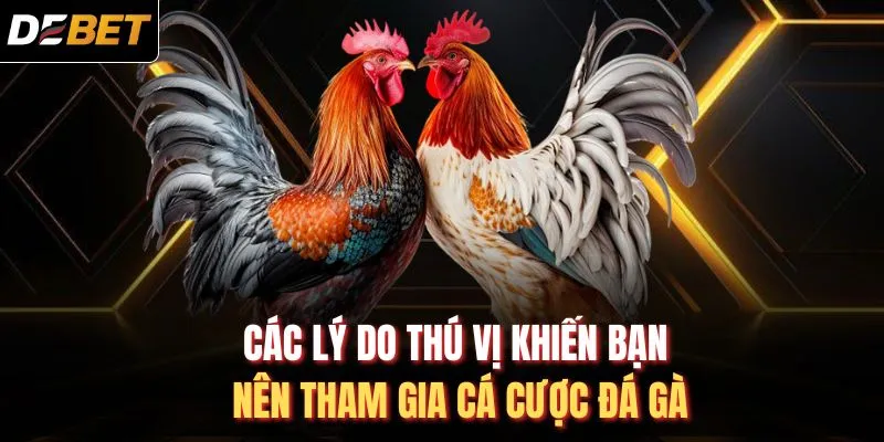 C&aacute;c l&yacute; do th&uacute; vị khiến bạn n&ecirc;n tham gia c&aacute; cược đ&aacute; g&agrave;
